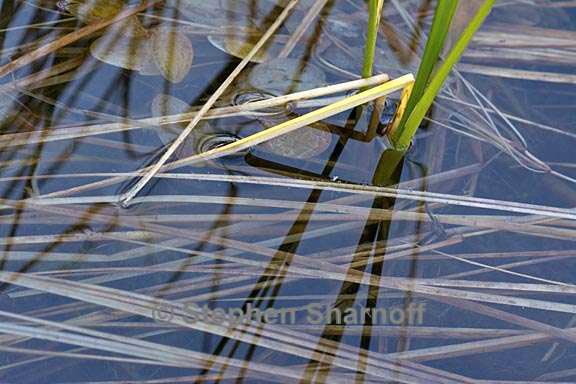 lakeshore grass 2 graphic